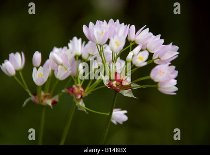 Rosy Garlic, Allium roseum, Liliaceae Stock Photo