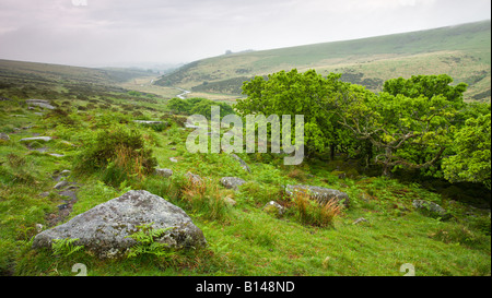 Wistmans Wood National Nature Reserve in Dartmoor National Park Devon England Stock Photo