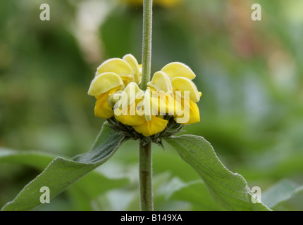 Phlomis longifolia 'Edward Bowles' Lamiaceae Stock Photo