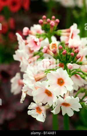 PRIMULA JAPONICA APPLE BLOSSOM Stock Photo