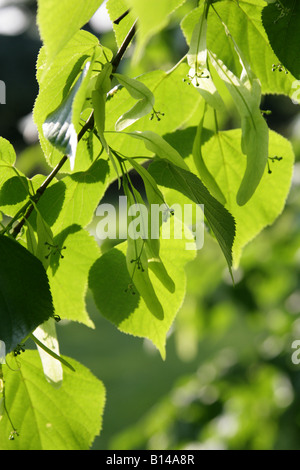 Common Lime Tree Tilia vulgaris Tiliaceae Stock Photo