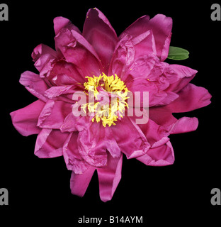 peony flower close up Stock Photo