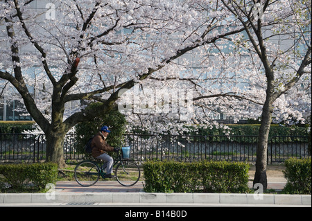 Kyoto, Japan. A man cycles on the pavement under the cherry blossom along the canal around Okazaki Park Stock Photo