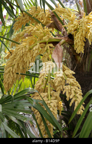 Chusan Palm aka Windmill Palm or Chinese Windmill Palm (Male Tree), Trachycarpus fortunei Arecaceae China