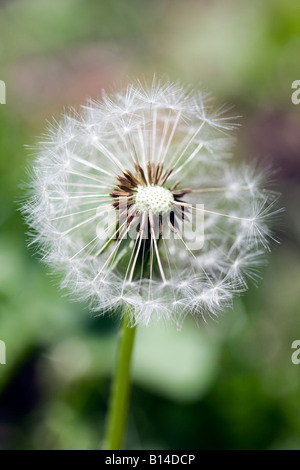 DANDELION SEED HEAD CLOSE UP, MACRO Taraxacum officinale dandelion weed Seed Head Garden Lawn Pasture, weed, weeds, Stock Photo