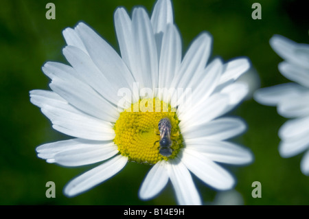 White daisy with bee spring 2008 Madison Wisconsin Stock Photo