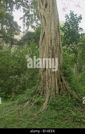 Banyan tree wrapping its 'strangler roots' around [host tree] in Periyar forest reserve Thekkady Kerala India Stock Photo