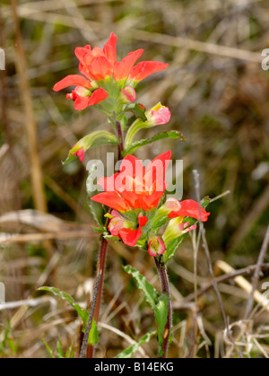 Scarlet Indian Paintbrush wildflowers grow in the spring among dead grasses in Oklahoma, USA, North America. Stock Photo