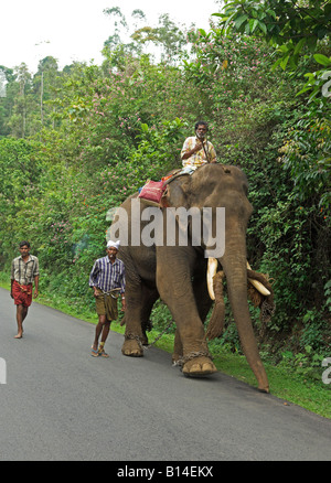 Elephant with handlers walking down road after work on tea plantation Kerala India Stock Photo