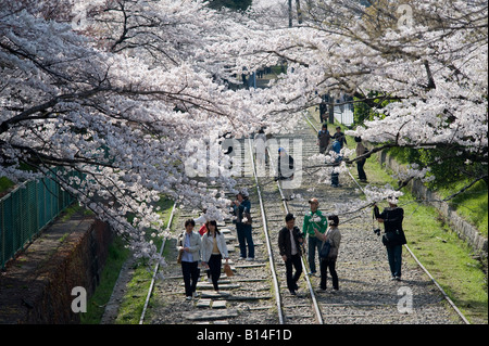 Kyoto, Japan. People walking along the Biwako Incline (an old railway track for transporting boats) to admire the cherry blossom in springtime Stock Photo
