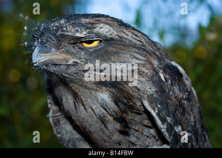 Tawny Frogmouth (Podargus strigoides) Stock Photo