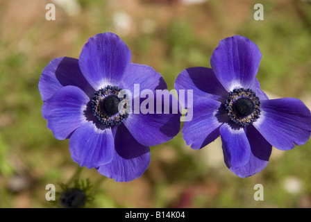 Flower,6827,violet Stock Photo