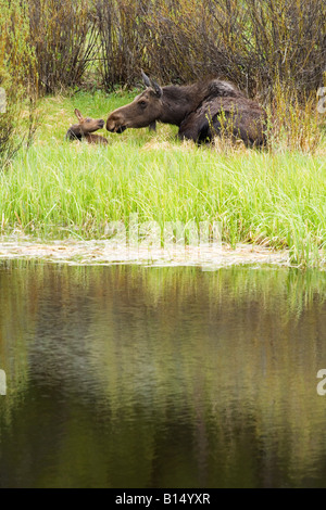 Moose (Alces alces) and calf in the Grand Teton National Park back country Stock Photo