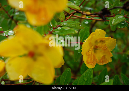 Rose of Sharon flowers and foliage after a rain shower Perthshire Scotland Stock Photo