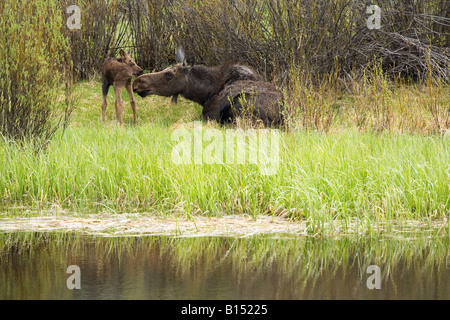 Moose (Alces alces) and calf in the Grand Teton National Park back country Stock Photo