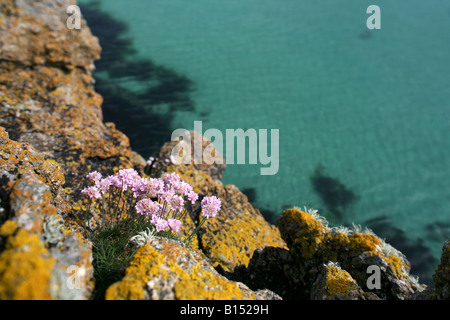 General view of the cliffs into the clear blue sea off the Cornish coast. Stock Photo