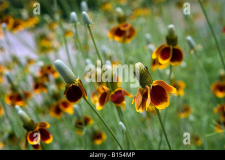 Field of Mexican Hat Wildflowers (Ratibida columnifera) Stock Photo