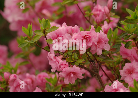 Rhododendron kurume hybrid ROSEBUD Stock Photo