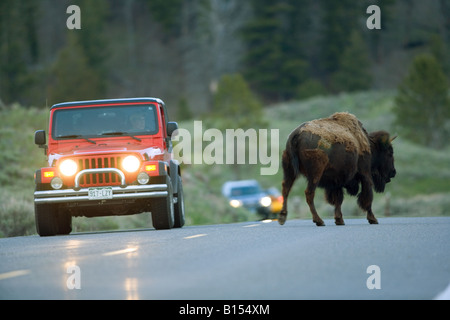 American bison (Bison bison) in Yellowstone National Park, Wyoming. Stock Photo