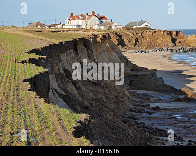 WINTER CEREAL CROPS SOWN ON CLIFF TOP,NEW FRESH  EROSION ERODING INTO GROWING CROP AT HAPPISBURGH NORFOLK EAST ANGLIA ENGLAND UK Stock Photo