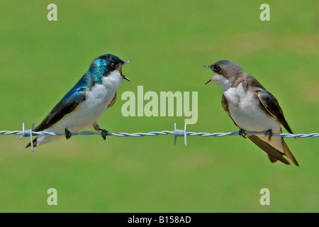 Pair of Tree Swallows Tachycineta bicolor perched on barbed wire fence singing E USA, by Roger Givens/Dembinsky Photo Assoc Stock Photo