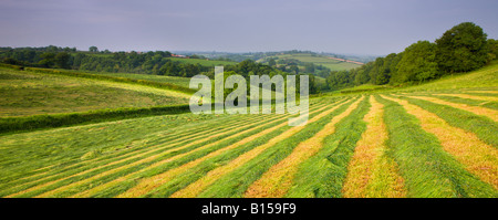 Rolling farmland of Mid Devon England Stock Photo