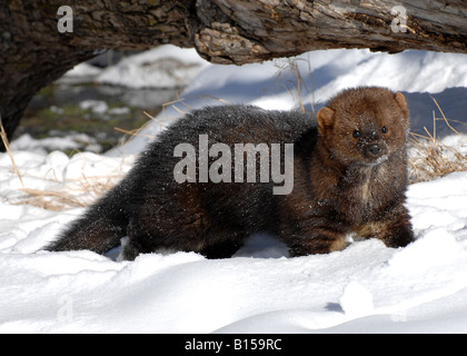 Fisher Martes pennanti in forest Winter Eastern North America Stock Photo