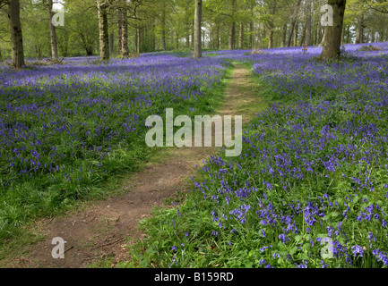 Footpath leading through an accient woodland carpeted in Bluebells, Norfolk UK Stock Photo