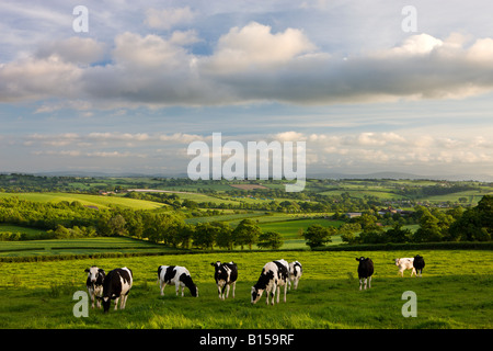 Friesian cows grazing on the beautiful mid Devon Countryside England Stock Photo