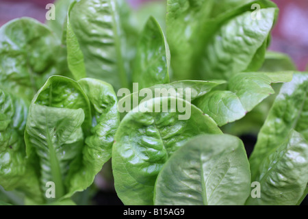 Growing little gem lettuces at home in a kitchen garden Stock Photo