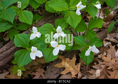 Large White-flowered Trillium grandiflorum Eastern United States, by Willard Clay/Dembinsky Photo Assoc Stock Photo