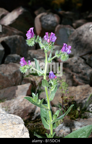 Salvation Jane/Purple Viper's Bugloss/Paterson's Curse/Riverina Bluebell-Echium plantagineum- Family Boraginaceae Stock Photo