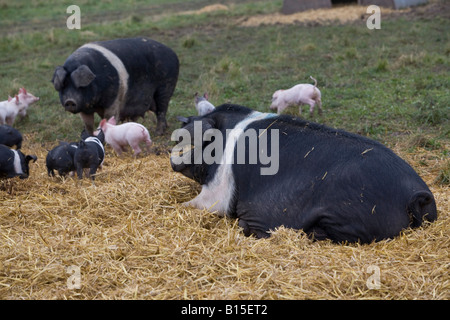 Organic British saddleback pig at Helen Browning s Eastbrook farm Bishopstone Stock Photo