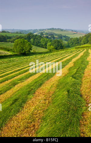 Rolling farmland of Mid Devon England Stock Photo