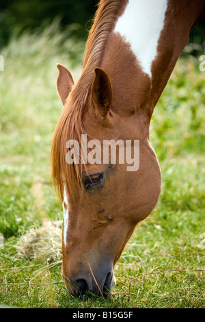 portrait of palomino horse grazing on meadow Stock Photo