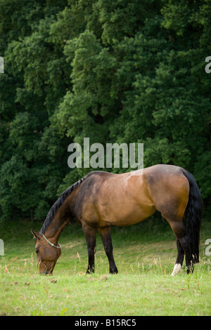 brown horse with black mane and tail grazing on meadow near forest Stock Photo
