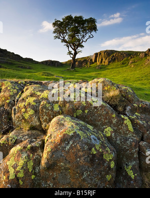 Lichen covered dolerite rock near Walltown and Greenhead in Hadrian's Wall Country, Northumberland, England Stock Photo