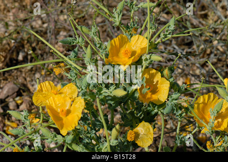 Yellow horned poppy Glaucium flavum flowers and long seedpods Crete Stock Photo
