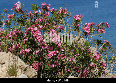 Wild pink flowered oleander bush Nerium oleander flowering with the sea behind Crete Stock Photo