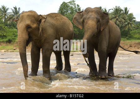 Elephants in nearby river at Pinnewala Orphanage Stock Photo - Alamy