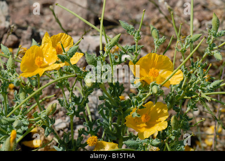 Yellow horned poppy Glaucium flavum flowers and long seedpods Crete Stock Photo
