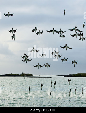 Blue Footed Boobies diving into the water to feed during a mass feeding, Galapagos islands, Ecuador Stock Photo