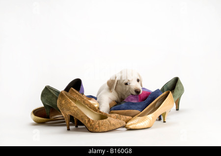 Labrador puppy in pile of womens shoes on white background Stock Photo