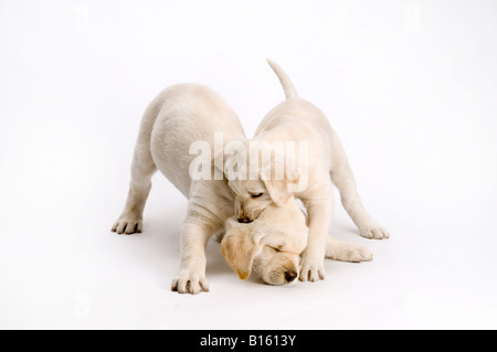 two Labrador puppies playing on white background Stock Photo