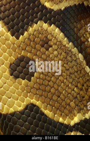 Close up of the skin of a royal python (Python regius) Stock Photo