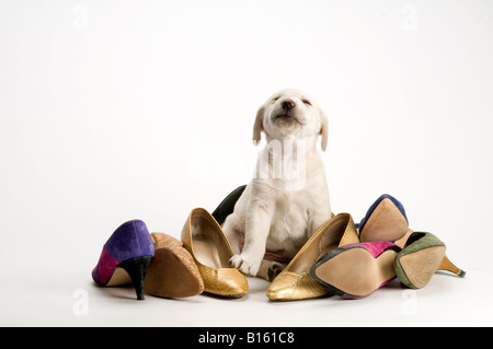 Labrador puppy in pile of womens shoes on white background Stock Photo