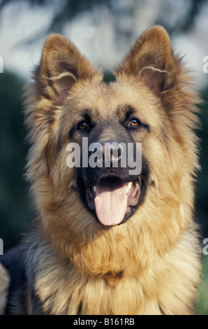 happy dog , Portrait de chien Berger Allemand Canis lupus familiaris Alone Alsace shepherd Alsace Wolves Companion and toy dog C Stock Photo