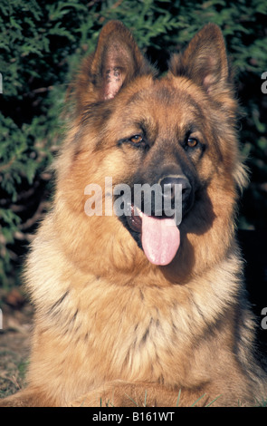 happy dog , Portrait de chien Berger Allemand Canis lupus familiaris Alone Alsace shepherd Alsace Wolves Companion and toy dog C Stock Photo