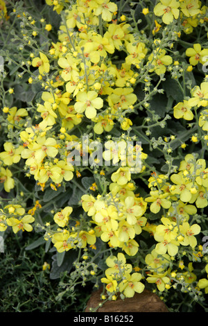 Ornamental Mullein, Verbascum 'Letitia' Scrophulariaceae Stock Photo