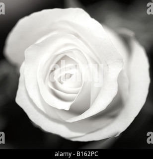 Close up of a black and white rose Stock Photo